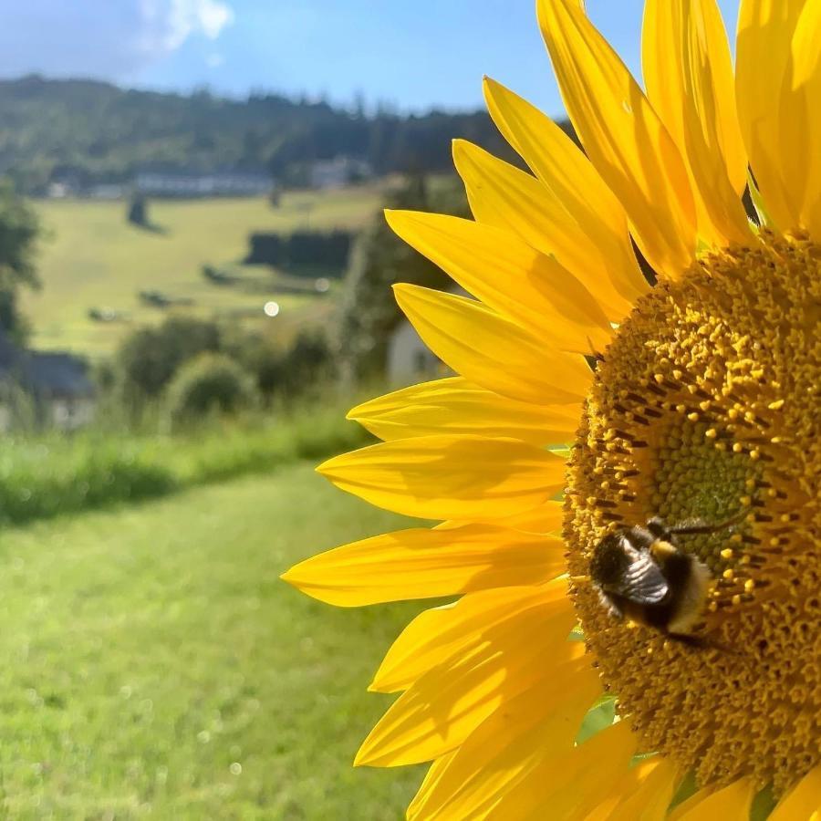 Naturapart Rauszeit Willingen  Zewnętrze zdjęcie